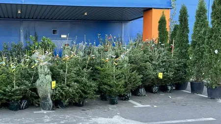Au apărut primii brazi de Crăciun. Cât costă şi de unde îi poţi cumpăra