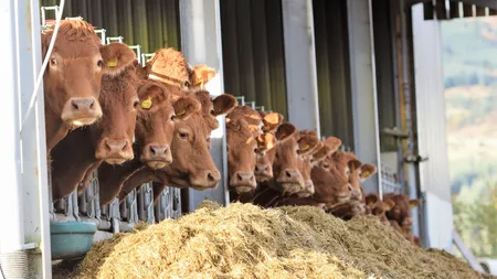 APIA dă drumul plăţilor în avans pentru crescătorii de animale. Cât încasează fermierii români pe cap de animal