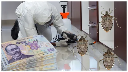Cât costă o dezinsecție în București! Suma incredibilă pe care trebuie să o scoți din buzunar pentru a scăpa de ploșnițele din apartament