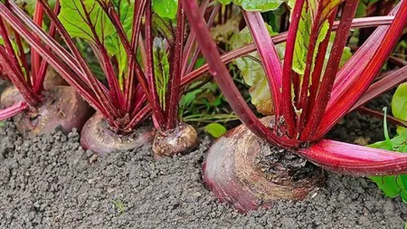 Scad subvenţiile APIA la hectar pentru soia şi sfecla de zahăr. Se pierd aproape 40 de milioane de euro