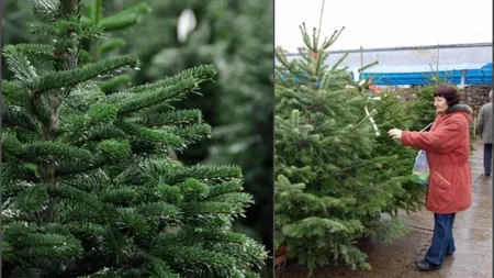 De unde poți cumpăra brazi de Crăciun la doar 15 lei! Disponibili în toată țara