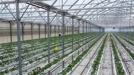 Doi studenţi din Buzău au construit o afacere de succes revoluţionând agricultura. Fructele de vară pe care tinerii le recoltează şi în luna noiembrie