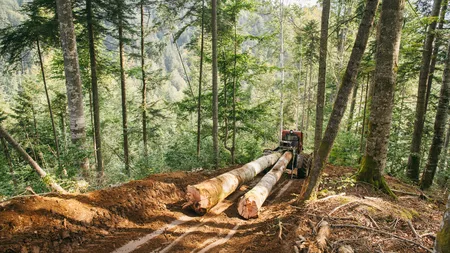 Tăierile pădurilor din România vor fi monitorizate din satelit. Ministerul Mediului a semnat un contract în valoare de peste 37 de milioane de lei