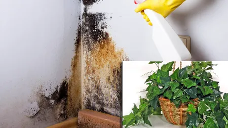 Planta care ajută la eliminarea de sporii de mucegai din aer