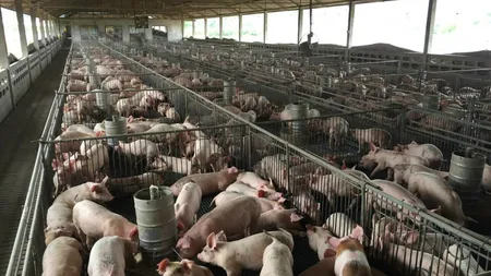 Risipă enormă a Guvernului! Executivul a acordat în 2022 peste un miliard de lei pentru a susţine reproducţia porcilor, dar numărul acestora a scăzut