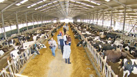 La cât a ajuns prețul laptelui la poarta fermei. Fermierii sunt disperați: S-a dorit distrugerea agriculturii din România. Bovina și laptele românesc vor rămâne istorie