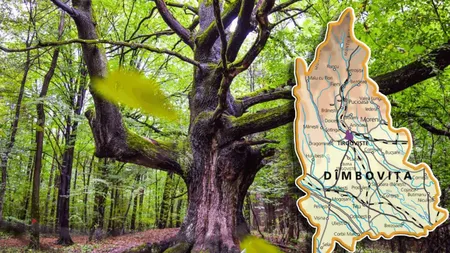 „Stejarul de 1.000 de ani”! Punctu turistic din județul Dâmbovița unde mulți localnici vor să ajungă!