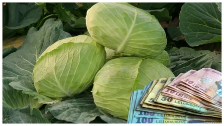 De necrezut! Cu cât se vinde un kilogram de varză românească în piețele din țară, la final de noiembrie. ”Samsarii au ridicat prețul”