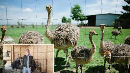 O fermă de struți a însemnat succes garantat pentru un tânăr de doar 20 de ani! Familia sa l-a inspirat!