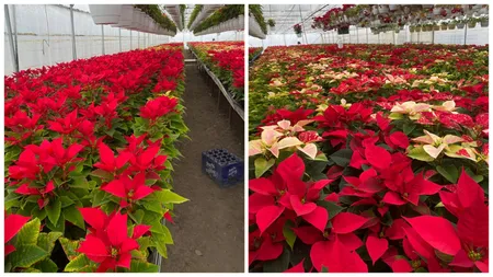 Dan Manea, fost producător de legume, s-a reprofilat și plantează Crăciunițe: „Un ghivechi costă 25 de lei”