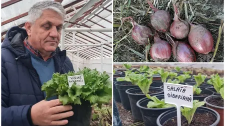 Ceapă siberiană și un soi de salată, cultivate de românii deportaţi în Siberia, păstrate la Banca de Gene. Costel Vînătoru: Nu am mai întâlnit până acum acest gust