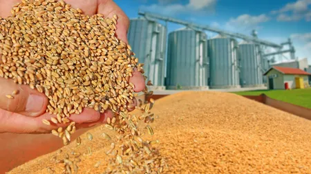 Record pentru România! Valoarea cerealelor produse în țara noastră a depășit pragul de 5 miliarde de euro, ajungând printre cei mai mari producători din UE 