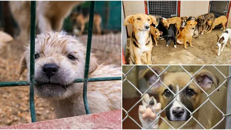 Locul din România unde se construiește un adăpost de animale. Investiția se ridică la 2 milioane de euro