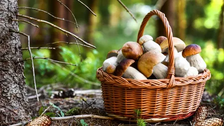 Alimentul pe care românii îl vând cu 600 lei kilogramul străinilor. Comenzile curg din Franța și Austria