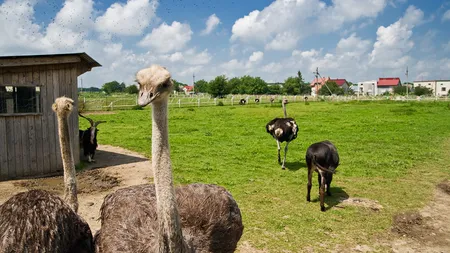 Afacerea cu care un român a dat lovitura după ce a lucrat mai mulți ani în agricultură în Danemarca și Germania