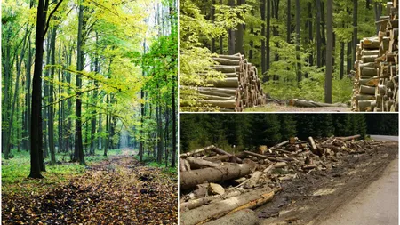 Cod Silvic 2024. Pedepse mai dure pentru hoții de lemne, care vor putea fi prinși, printr-un singur click, cu ajutorul noii aplicații