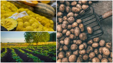 Producătorii de cartofi pot primi un ajutor de 200 de euro/ha. În ce condiții pot primi acești bani