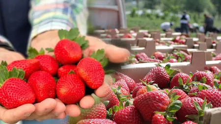 Bani de la stat pentru cultivatorii de căpșune. Era căpșunarilor români din Spania și Italia, pe cale să apună