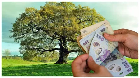 Mare atenție, români! Amenda colosală pe care o poți primi dacă tai acești copaci protejați de lege. Autoritățile nu se joacă