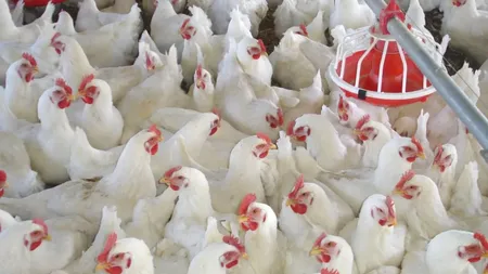 Date INS 2024. Producția de carne de pasăre a ajuns la un nou nivel