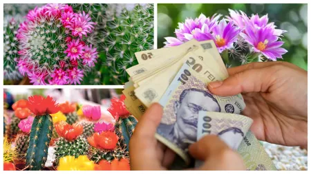 Planta care îți bagă sărăcia în casă pe ușă! Trebuie să scapi neapărat de ea dacă vrei să ai o viață prosperă