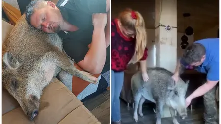 Cine este Oscar, cel mai iubit animal de companie. Este un porc mistreț și trăiește în lux absolut