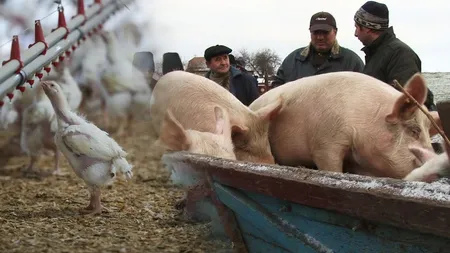 Pesta porcină și gripa aviară au anulat comerțul cu animale. Oborul s-a mutat pe OLX și pe Facebook