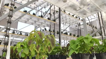 Sera verticală, invenţia românească ce poate produce 300.000 de fire de răsad pe o suprafaţă de doar 150 de metri pătraţi