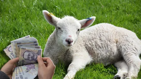 Carnea de miel, mai scumpă ca anul trecut. Cât vor plăti românii pentru masa de Paște