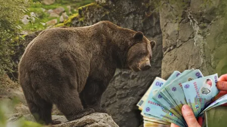 Un băcăuan a scos la vânzare o blană de urs pe internet. Cât cere acesta pe trofeul de vânătoare