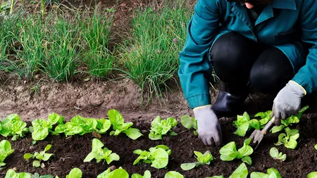 Ce afacere îți poți deschide dacă locuiești la țară. Piața acestor produse este în continuă expansiune