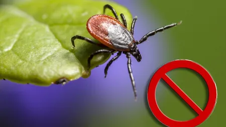 Sezonul căpușelor este tot mai aproape. Iată care sunt metodele eficiente prin care ne putem proteja de pericolul ascuns în iarbă