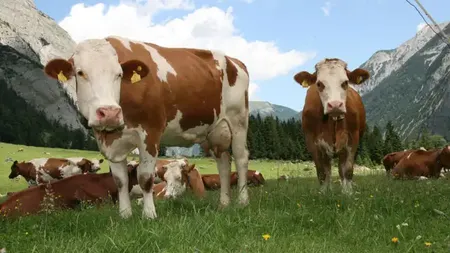 Se majorează subvenția APIA pentru vaca de lapte! Președintele Comisiei de Agricultură din Senat: ”Este un lucru pozitiv”