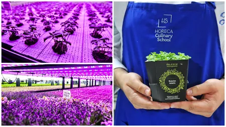 Producătorul de plante Ultragreens a ajuns și pe piața din Bulgaria. Firma are cea mai mare seră verticală din Europa