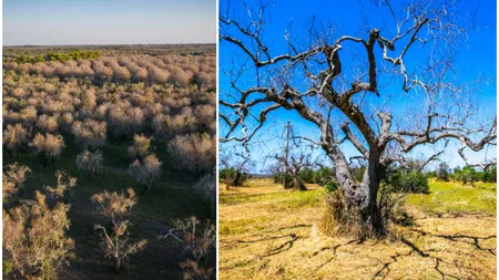 „Apocalipsa plantelor” din UE produce pagube de miliarde de euro. Recoltele, distruse de boli și dăunători din țările străine