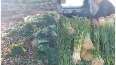 Fermierii români au ajuns la capătul răbdării. Își aruncă recoltele la gunoi după ce samsarii piețelor le-au oferit 20 de bani pe legătura de ceapă