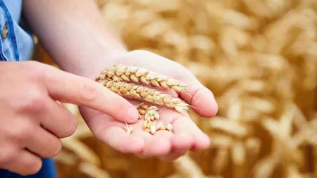 Modul prin care sunt avantajați fermierii români de noul acord pentru import și tranzit de cereale ucrainene. Bruxelles-ul ia atitudine