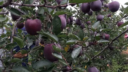 Cel mai scump măr din lume! Black Diamond Apple, fructul care costă echivalentul a 12 litri de lapte