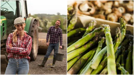 Salariul uriaș pe care îl primește un român care culege sparanghel în Germania! În doar doi ani, plata aproape s-a dublat