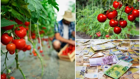 Cât câștigă culegătorii de roșii din Germania sau Austria în 2024. Jobul vine la pachet cu salarii uriașe și o listă lungă de beneficii