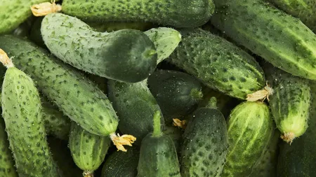 România, record la exportul de castraveți. Peste 47.000 de tone livrate în primele 11 luni din 2025