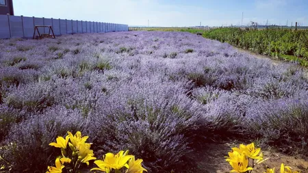 O nouă afacere bănoasă pentru agricultorii români. Ce investiţie este necesară şi ce profit se poate obţine