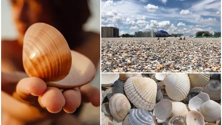 Cum poți lua amendă din cauza scoicilor de pe plajă. Gestul banal care te face să plătești peste 5.000 de lei