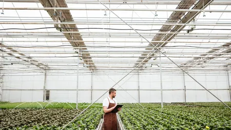 Fermierii români, în pragul falimentului. Leguma pe care sunt forțați să o vândă cu 80 de bani ajunge să se vândă în supermarketuri și de 10 ori mai scump