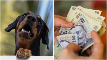 Amenzi pentru iubitorii de animale. Contravenția primită de un botoșănean din cauza câinelui său