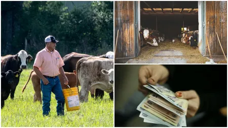 Vin banii de la Guvern! Aproape 3.000 de lei vor intra în conturile fermierilor care îndeplinesc aceste condiții