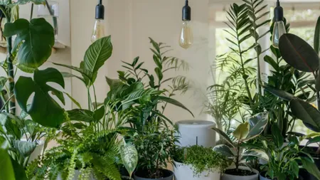 Planta creată cu ajutorul bioingineriei care ar putea falimenta o întreagă industrie. Costă 130 de dolari