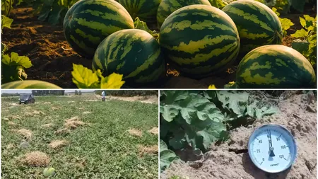 Temperaturile extreme compromit culturile de pepeni. Măsuri disperate luate de fermieri ca să-și protejeze producția