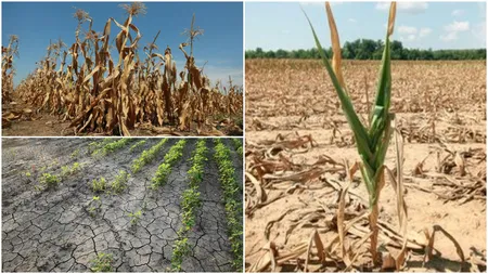 Anunțul momentului pentru fermierii români! Ce se întâmplă cu despăgubirile pentru seceta din 2024