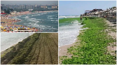 Litoralul românesc, invadat de alge și în 2024. Turiștii sunt revoltați de mirosul neplăcut și încep să evite unele stațiuni din acest motiv